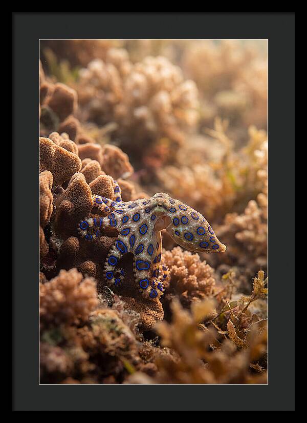 Blue Ringed Octopus Among Coral