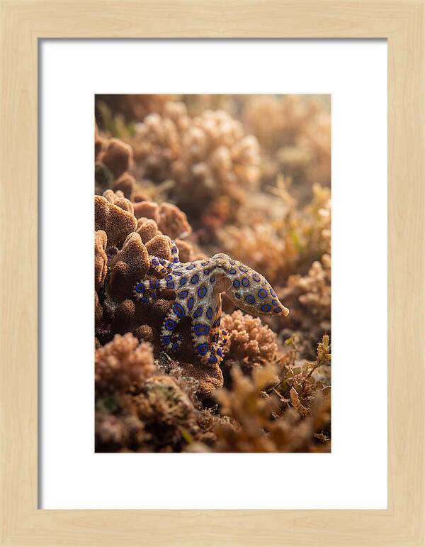 Blue Ringed Octopus Among Coral