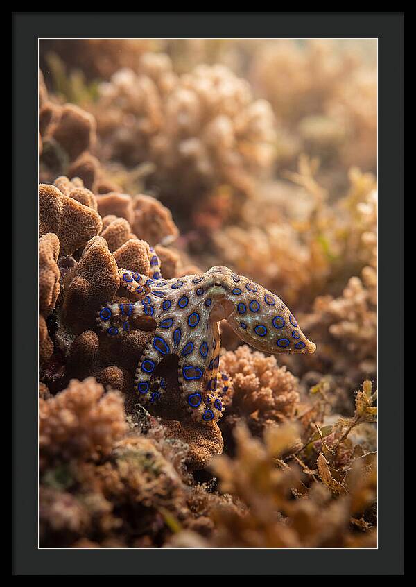 Blue Ringed Octopus Among Coral