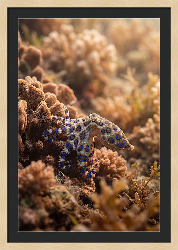 Blue Ringed Octopus Among Coral