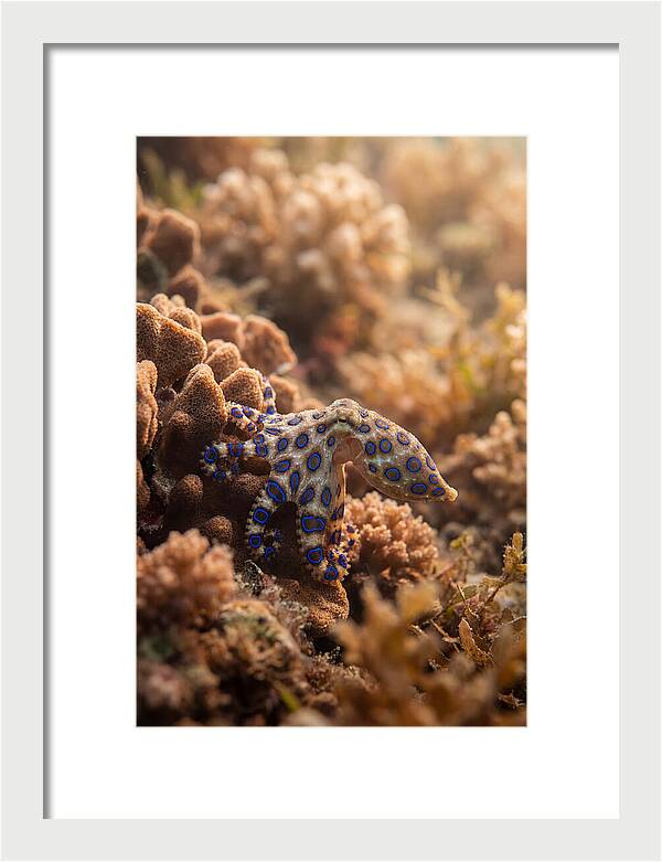 Blue Ringed Octopus Among Coral