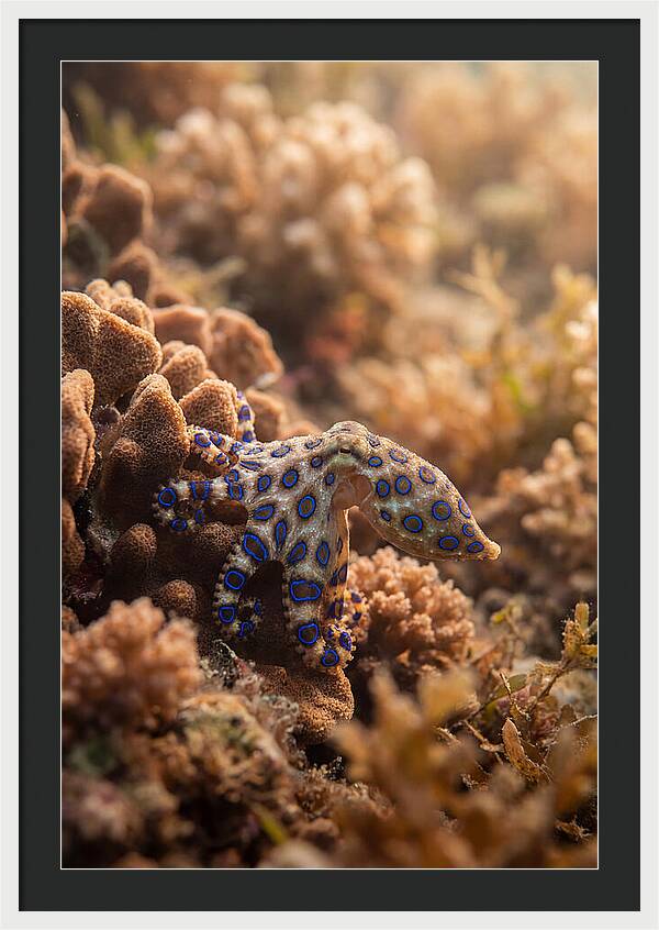 Blue Ringed Octopus Among Coral
