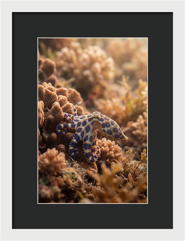 Blue Ringed Octopus Among Coral