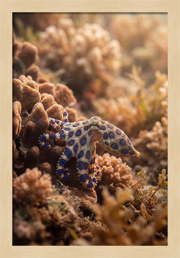 Blue Ringed Octopus Among Coral