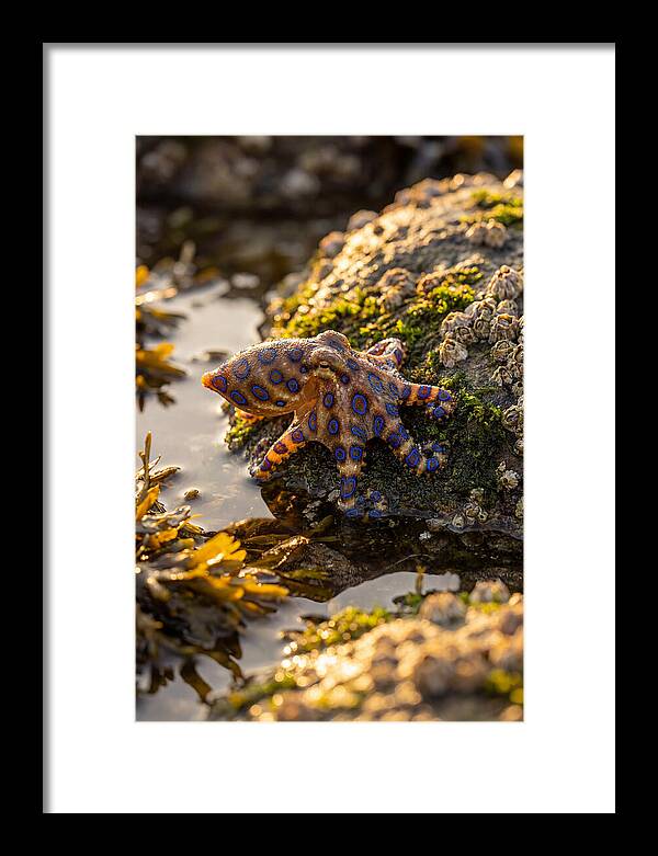 Blue Ringed Octopus Encounter