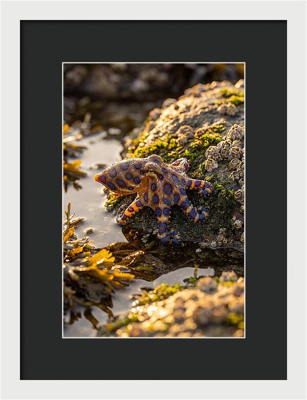 Blue Ringed Octopus Encounter