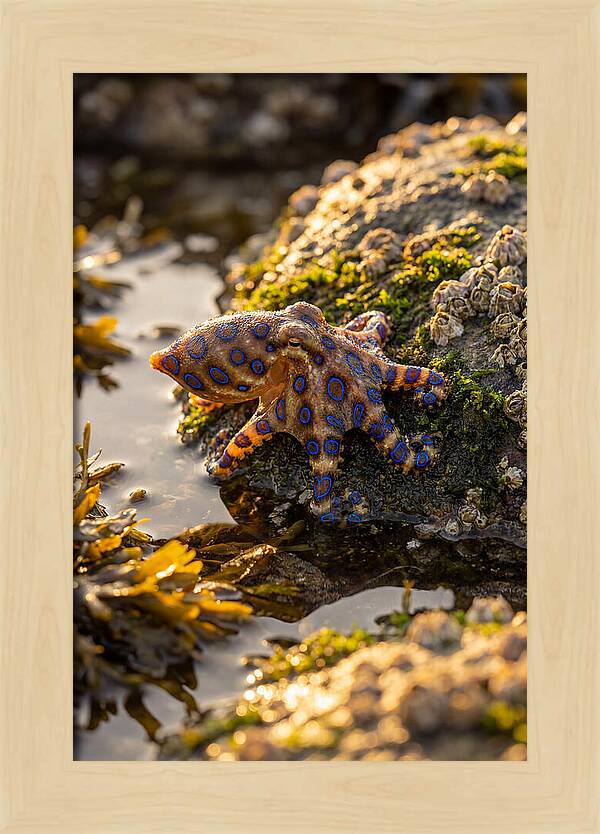 Blue Ringed Octopus Encounter