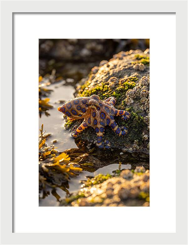 Blue Ringed Octopus Encounter