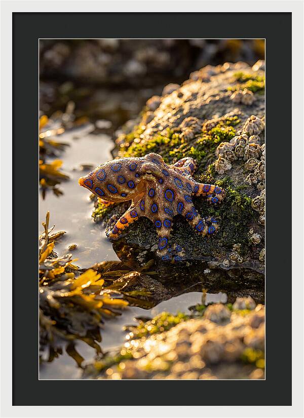 Blue Ringed Octopus Encounter