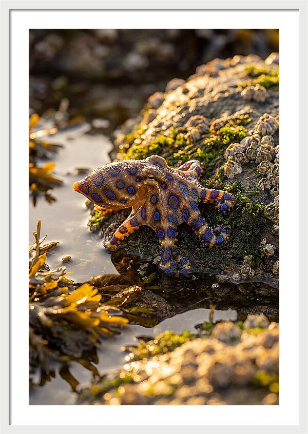Blue Ringed Octopus Encounter