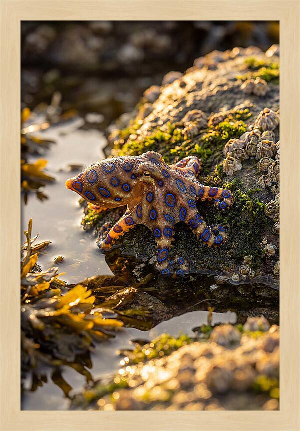 Blue Ringed Octopus Encounter