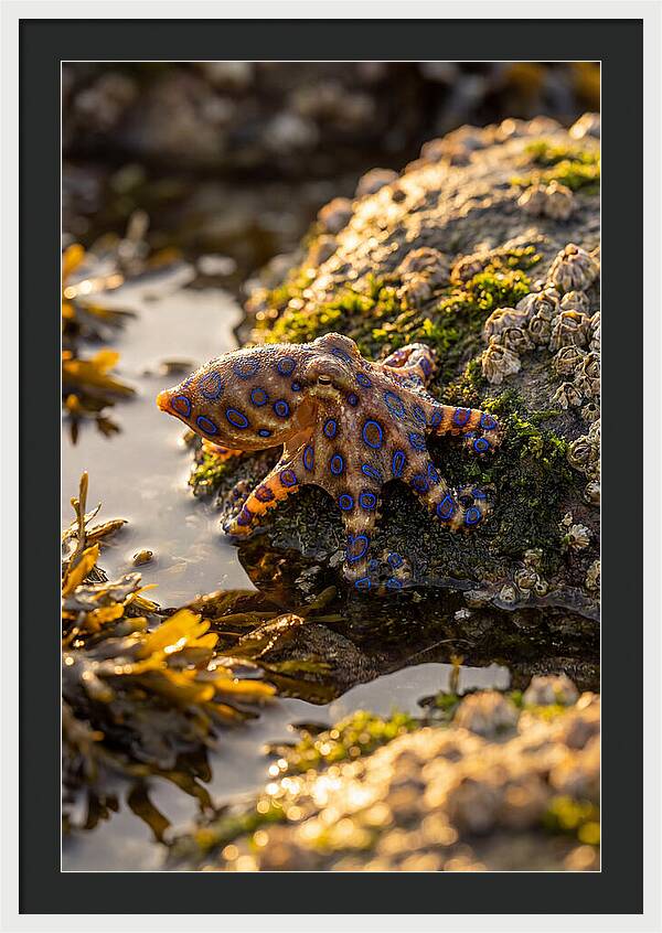 Blue Ringed Octopus Encounter