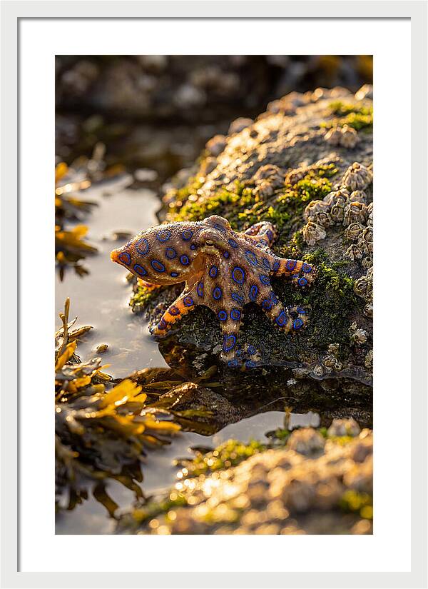 Blue Ringed Octopus Encounter