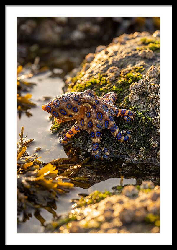 Blue Ringed Octopus Encounter