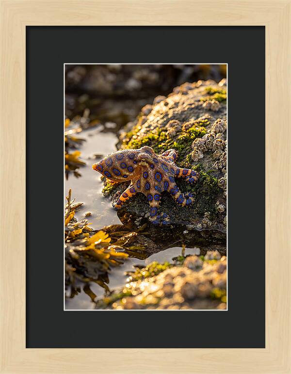 Blue Ringed Octopus Encounter