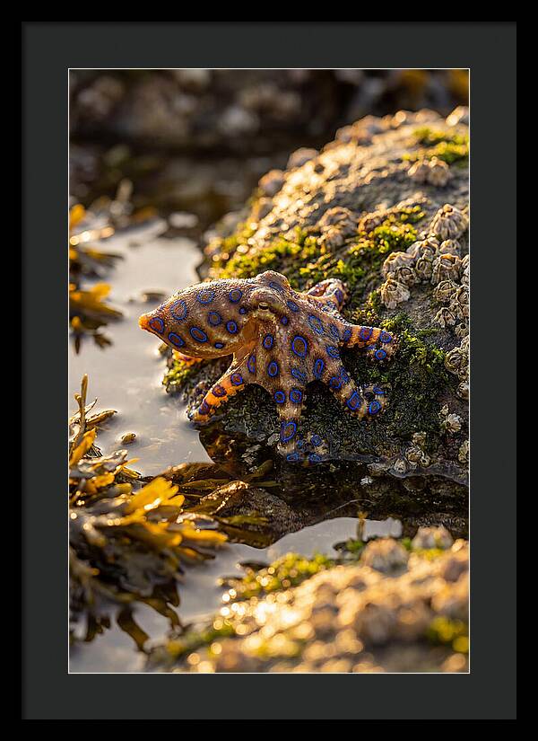 Blue Ringed Octopus Encounter