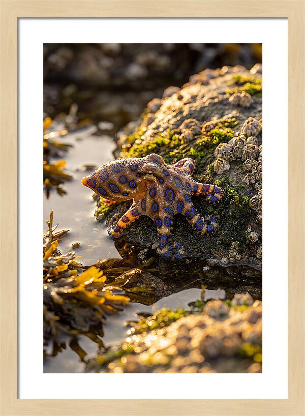 Blue Ringed Octopus Encounter