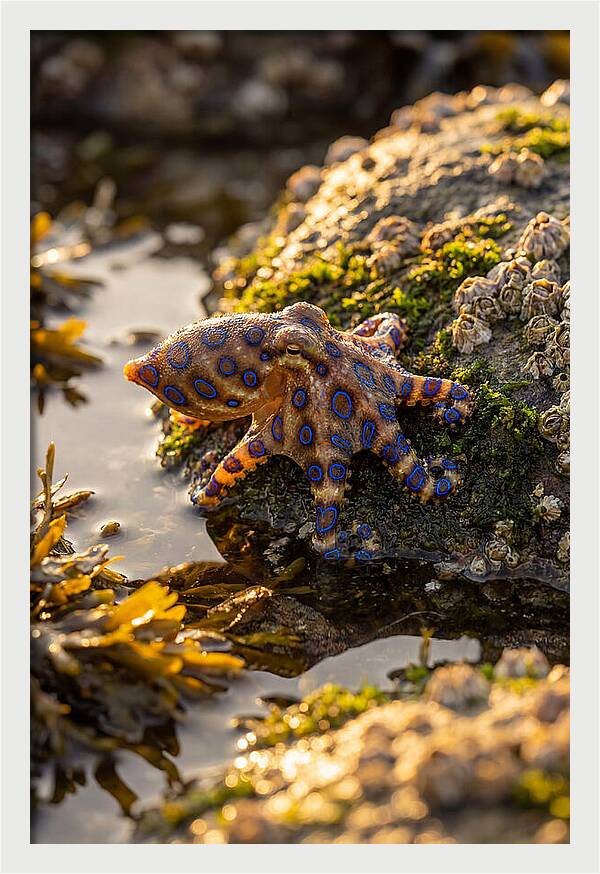Blue Ringed Octopus Encounter