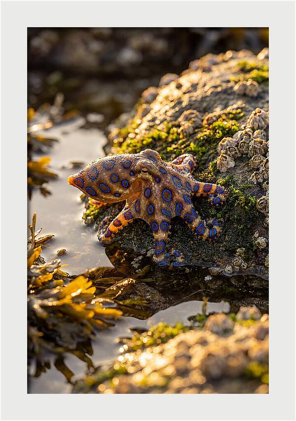 Blue Ringed Octopus Encounter