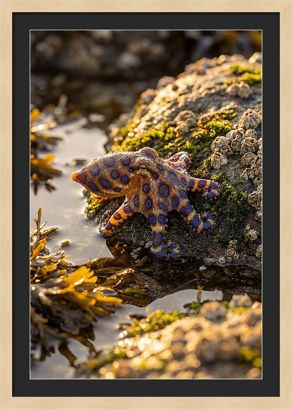Blue Ringed Octopus Encounter