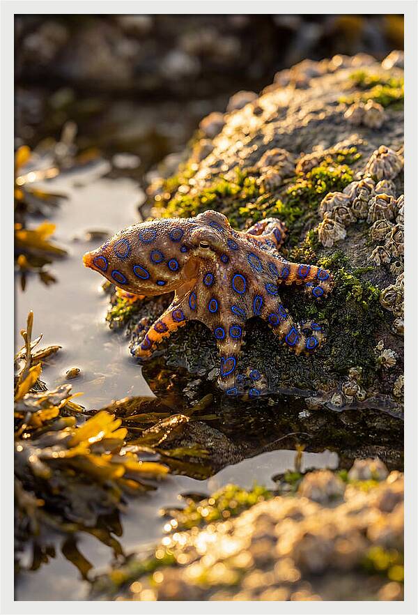 Blue Ringed Octopus Encounter