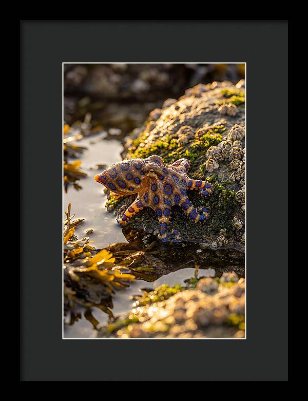 Blue Ringed Octopus Encounter