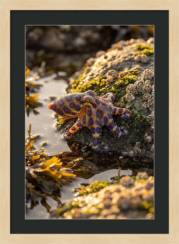 Blue Ringed Octopus Encounter