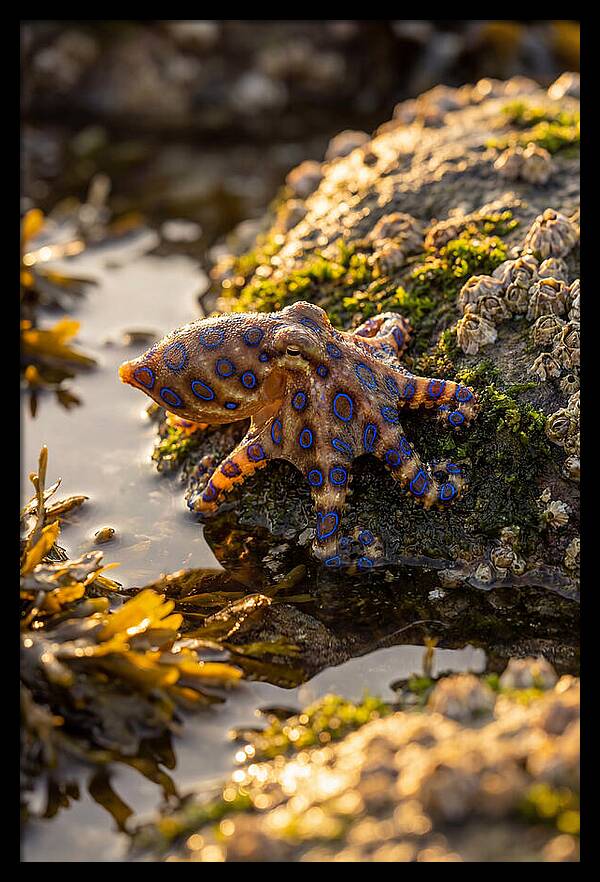 Blue Ringed Octopus Encounter