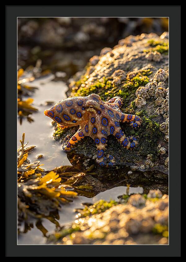 Blue Ringed Octopus Encounter