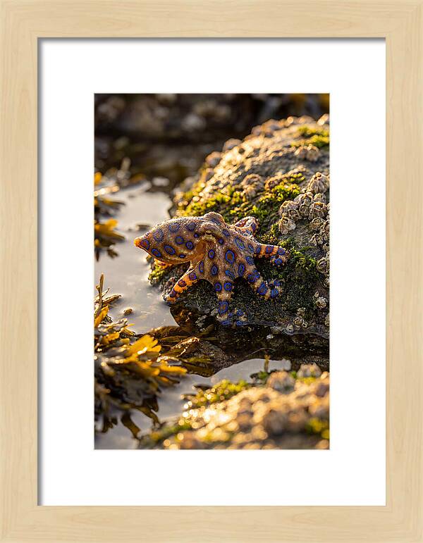 Blue Ringed Octopus Encounter
