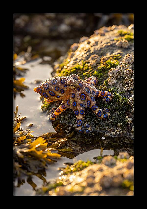 Blue Ringed Octopus Encounter