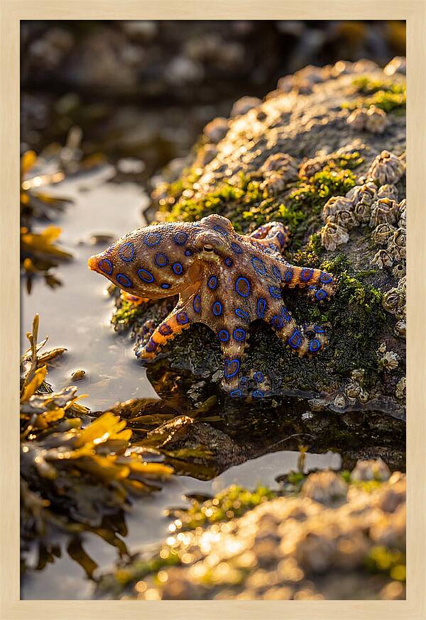 Blue Ringed Octopus Encounter