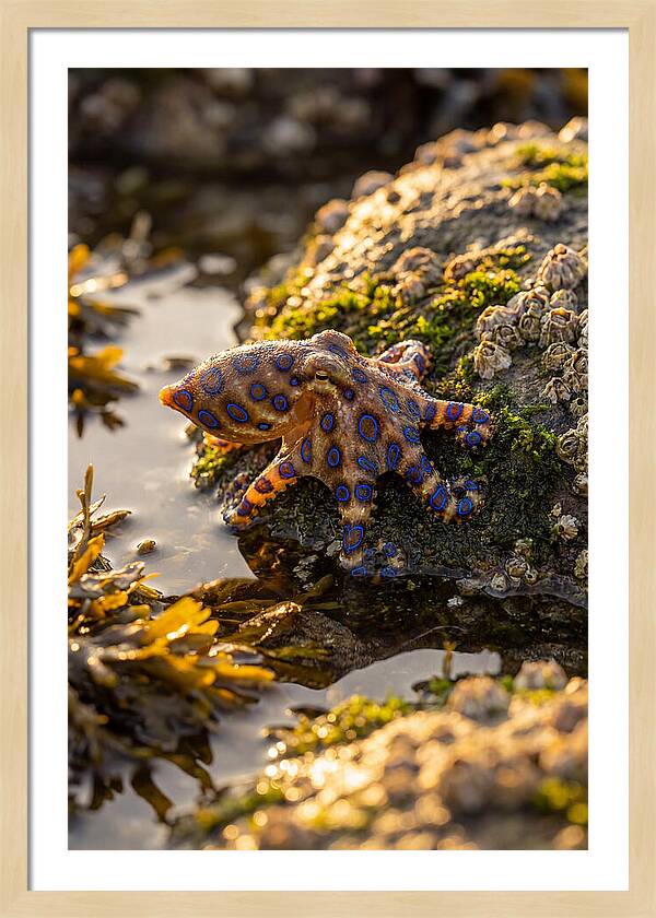 Blue Ringed Octopus Encounter
