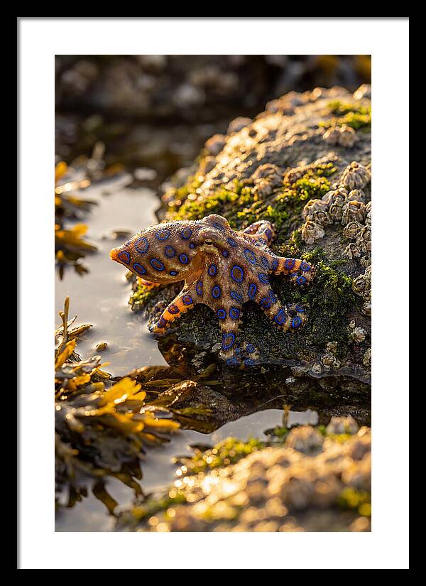 Blue Ringed Octopus Encounter