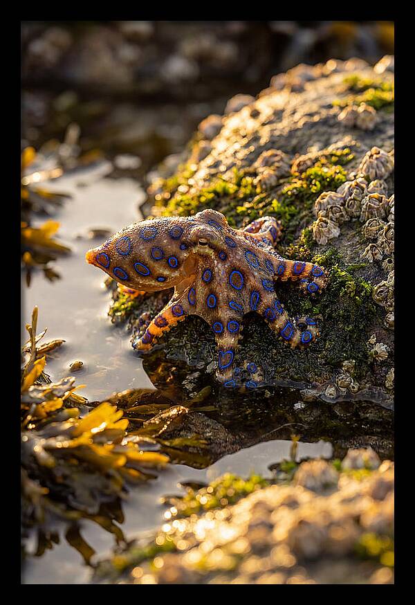 Blue Ringed Octopus Encounter
