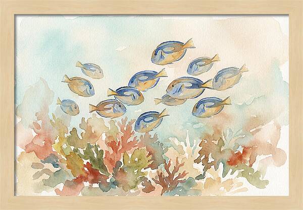 Blue Tang Fish Schooling Over Coral Reef