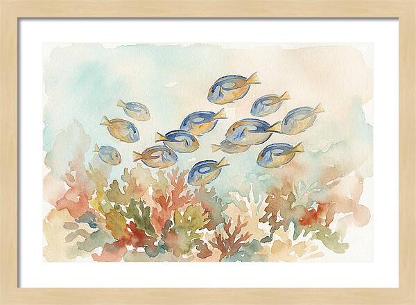 Blue Tang Fish Schooling Over Coral Reef