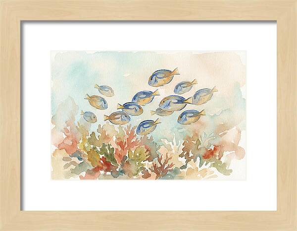 Blue Tang Fish Schooling Over Coral Reef