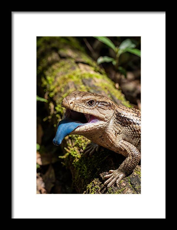 Blue Tongued Skink Displaying Tongue