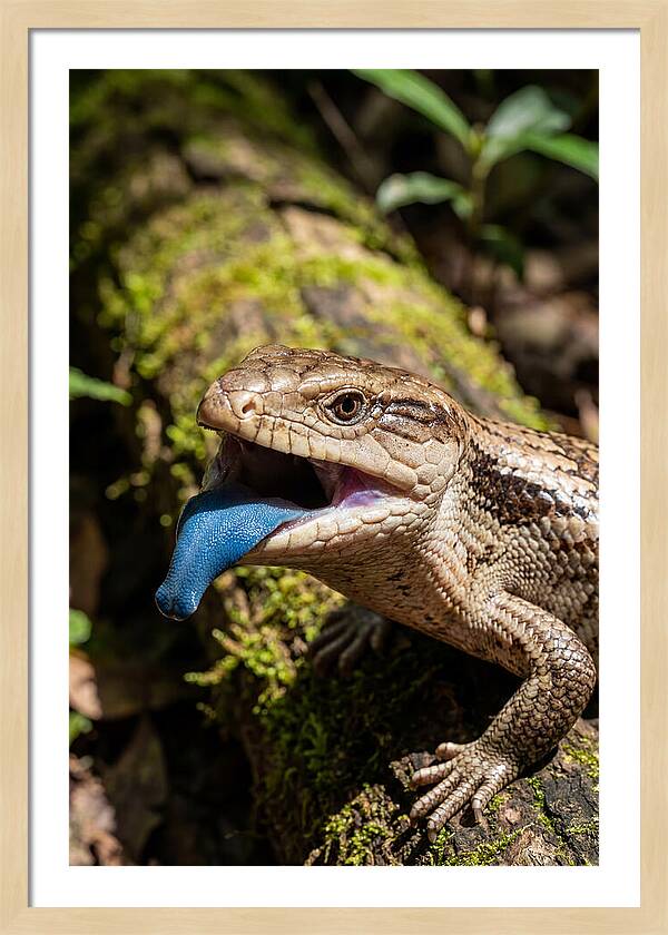 Blue Tongued Skink Displaying Tongue