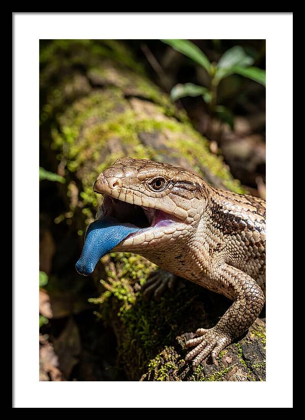 Blue Tongued Skink Displaying Tongue