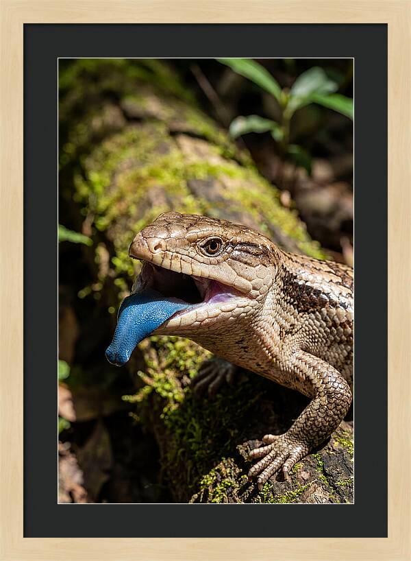 Blue Tongued Skink Displaying Tongue