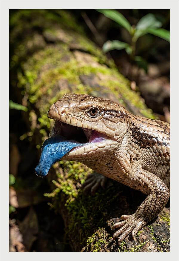 Blue Tongued Skink Displaying Tongue