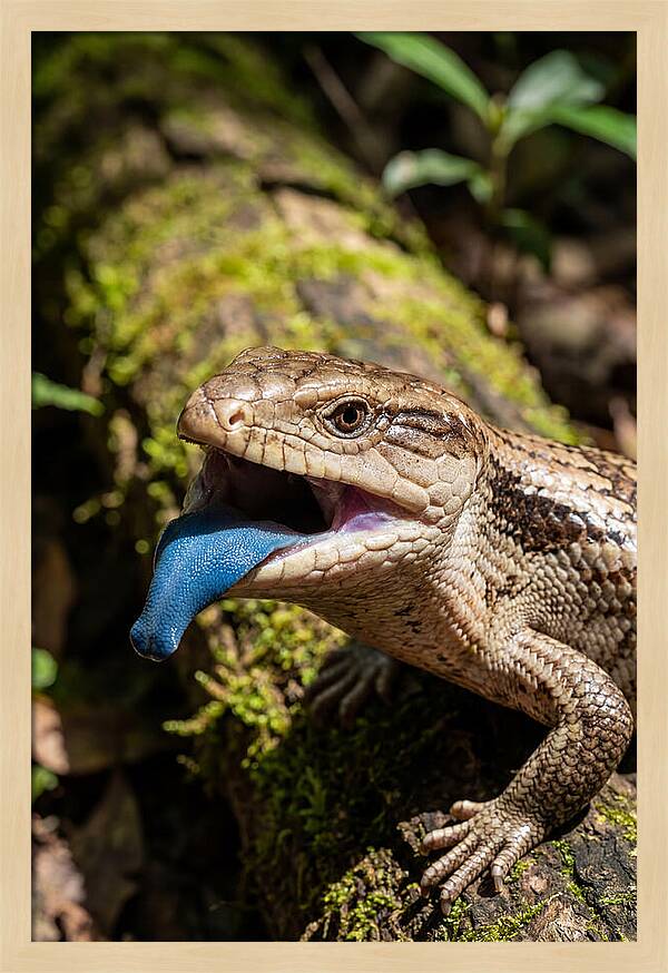 Blue Tongued Skink Displaying Tongue