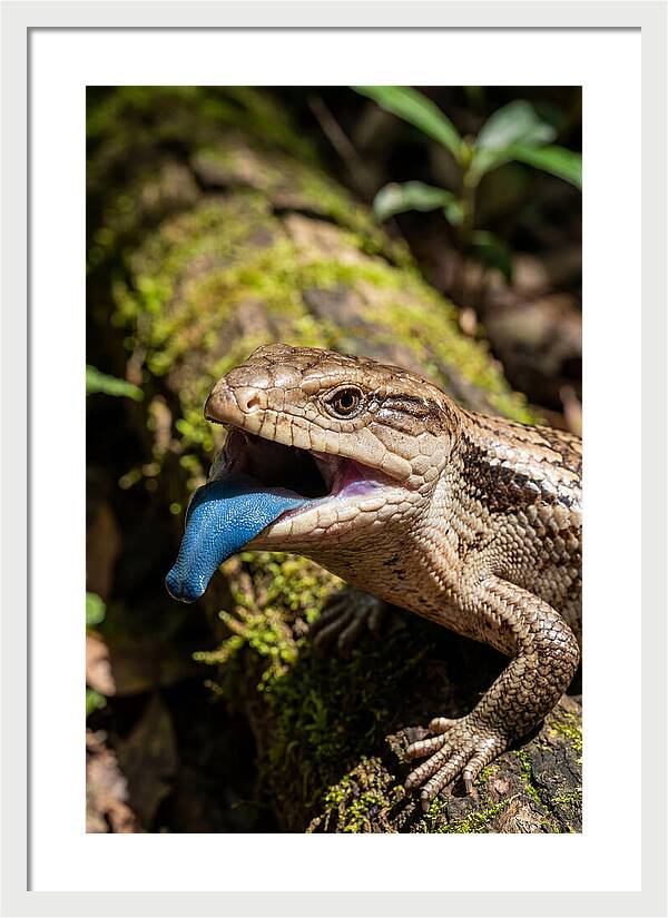Blue Tongued Skink Displaying Tongue