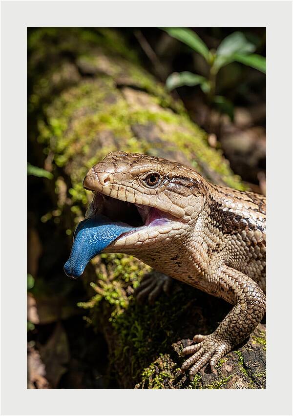Blue Tongued Skink Displaying Tongue