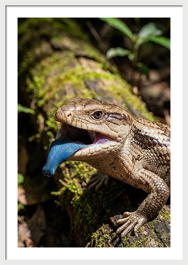 Blue Tongued Skink Displaying Tongue