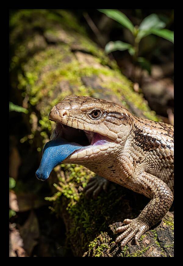 Blue Tongued Skink Displaying Tongue
