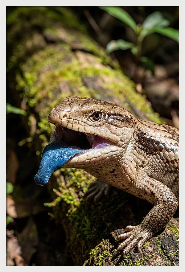 Blue Tongued Skink Displaying Tongue