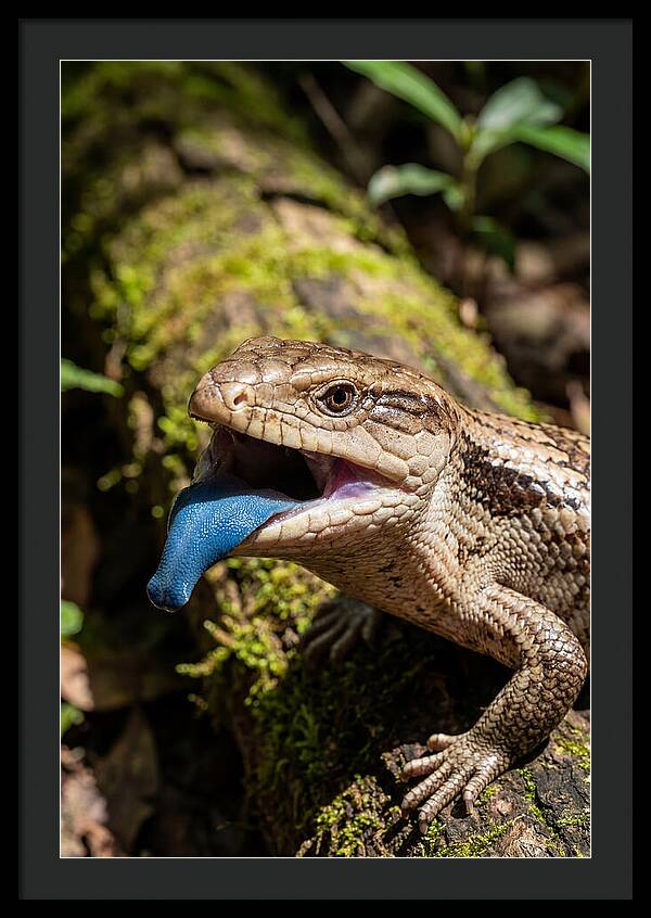 Blue Tongued Skink Displaying Tongue